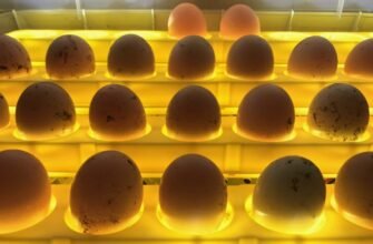 Як вибрати інкубатор для домашнього птахівництва: на що звернути увагу перед покупкою