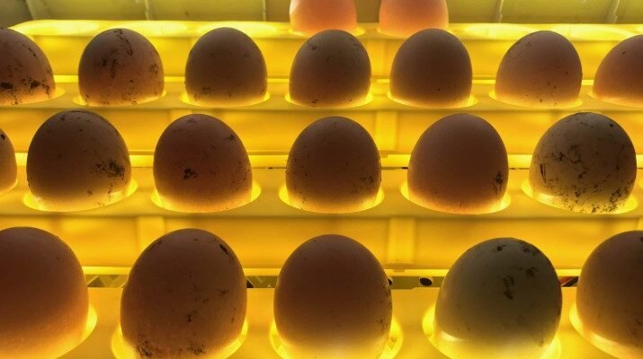 Як вибрати інкубатор для домашнього птахівництва: на що звернути увагу перед покупкою