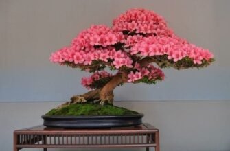 Що таке бонсай: мистецтво дерев у горщику