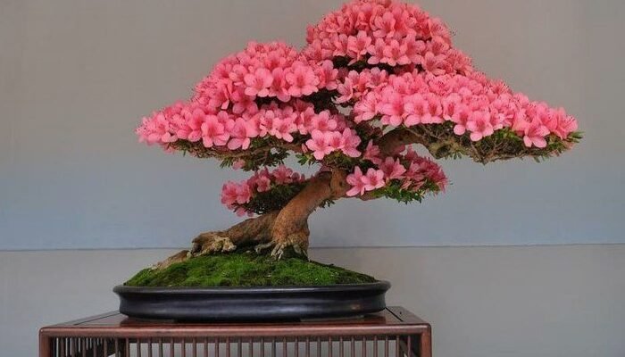 Що таке бонсай: мистецтво дерев у горщику