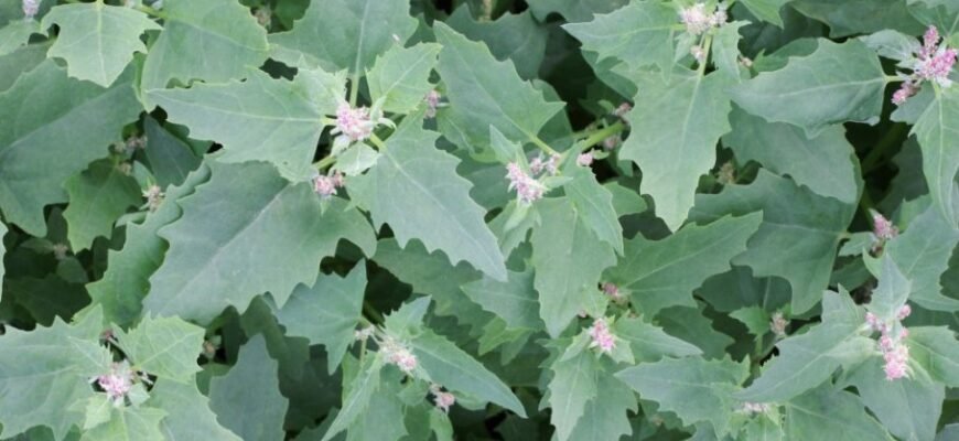 Що таке Лобода: корисні властивості