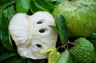 Що таке саусеп