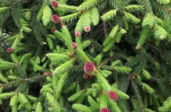 Що таке смерека