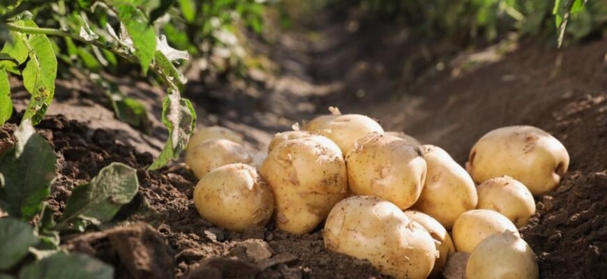 Що таке бараболя: проста їжа з глибоким корінням