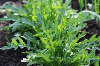 Що таке рукола