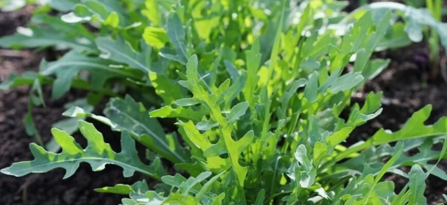 Що таке рукола