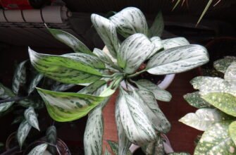 Ефективний догляд за рожевою аглаонемою: поради та рекомендації