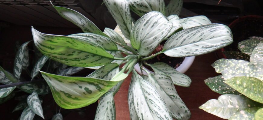 Ефективний догляд за рожевою аглаонемою: поради та рекомендації