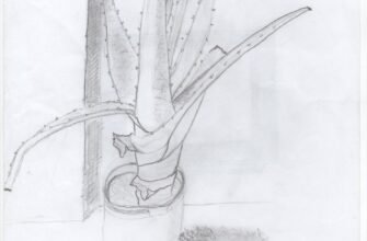 Догляд за алое: поради для здорового та красивого рослини вдома