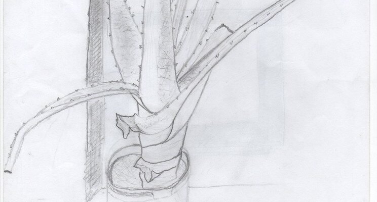 Догляд за алое: поради для здорового та красивого рослини вдома Догляд за алое: поради для здорового та красивого рослини вдома