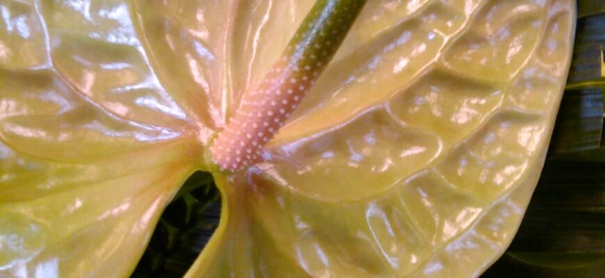 Антуріум: Догляд, Профілактика Та Лікування Хвороб Рослини