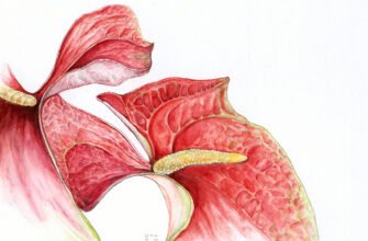 Догляд за антуріумом: важливі поради для здоров’я й квітнення рослини