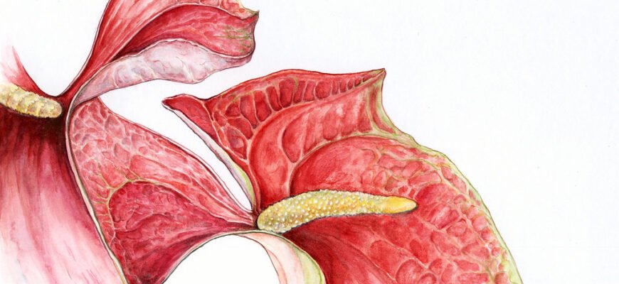 Догляд за антуріумом: важливі поради для здоров’я й квітнення рослини