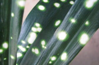 Догляд за аспідістрою: поради з вирощування здорової кімнатної рослини