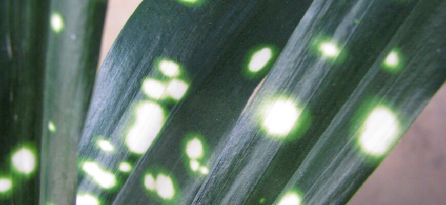 Догляд за аспідістрою: поради з вирощування здорової кімнатної рослини