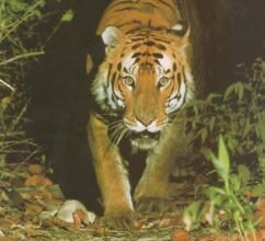 Догляд за фікусом бенгальським: поради для здорового зростання рослини