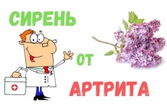 Бузок: Визначаємо, Чи Це Дерево, Чи Кущ – Відповіді та Факти