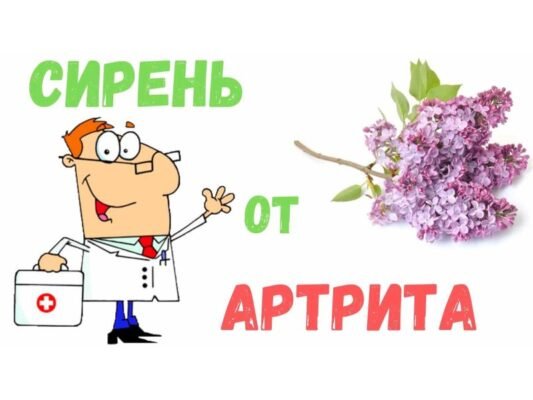 Бузок: Визначаємо, Чи Це Дерево, Чи Кущ – Відповіді та Факти