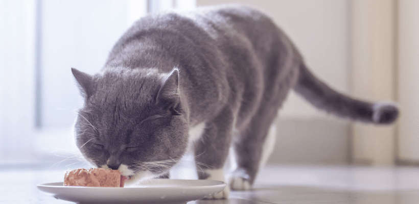 Чи безпечне комбіноване годування: сухий корм і натуральна їжа для собак