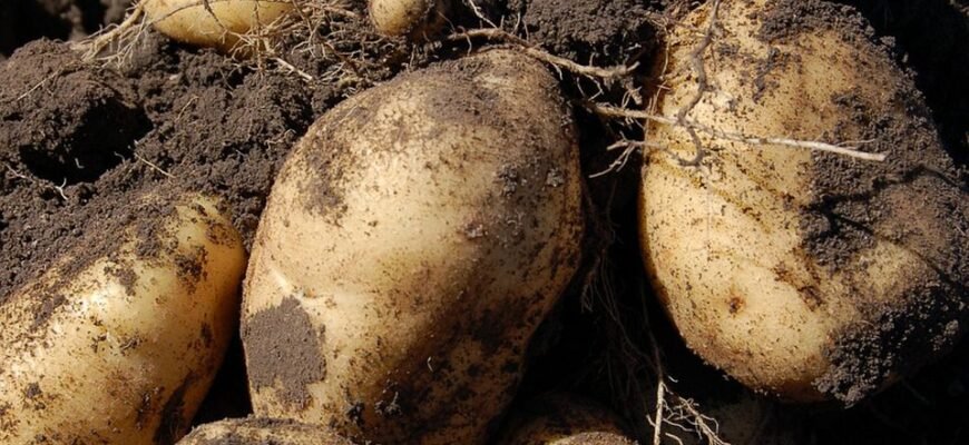 Чи дозволено кропити картоплю від фітофтори під час її цвітіння?