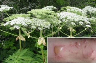 Чи є боросилікатне скло небезпечним: аналіз впливу на здоров’я