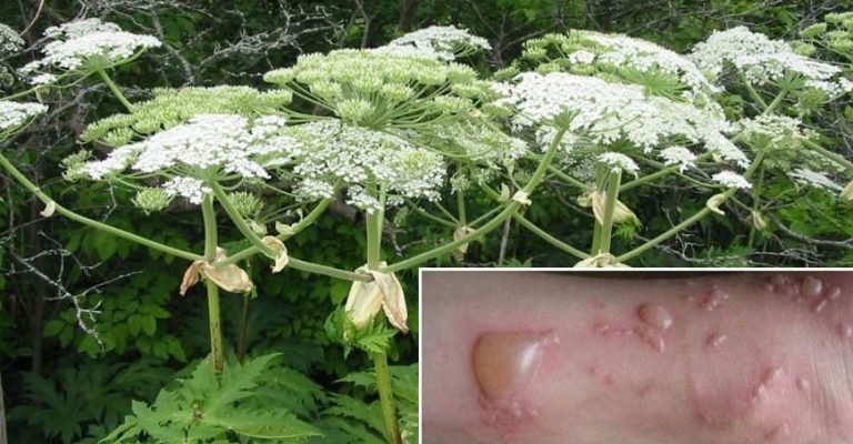 Чи є боросилікатне скло небезпечним: аналіз впливу на здоров’я