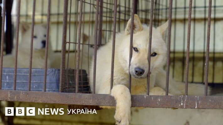 Чи є гріхом присипляти собаку: етичні та моральні аспекти вирішення