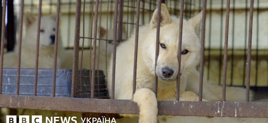 Чи є гріхом присипляти собаку: етичні та моральні аспекти вирішення