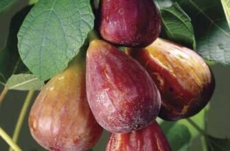 Чи є інжир кущем або деревом: визначаємо ботанічний статус рослини