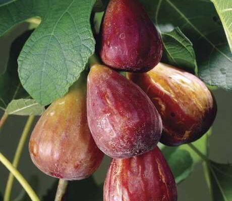 Чи є інжир кущем або деревом: визначаємо ботанічний статус рослини