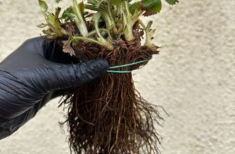 Чи є полуниця Брілла ремонтантною? Розбір характеристик сорту