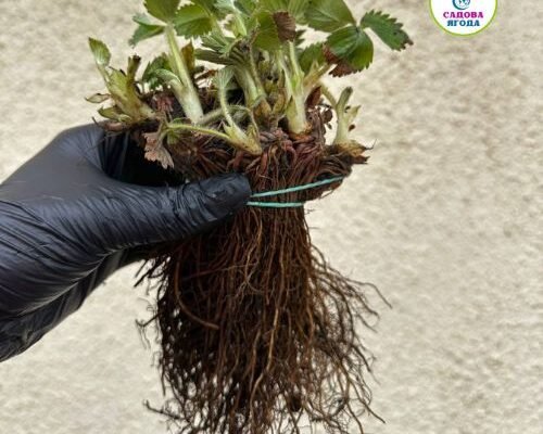 Чи є полуниця Брілла ремонтантною? Розбір характеристик сорту