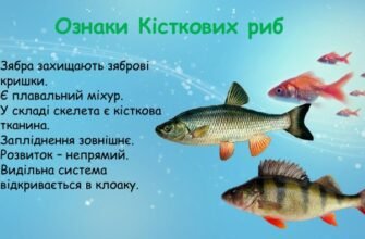 Чи Може Дощ Із Риби Бути Реальністю: Факти та Наукові Пояснення