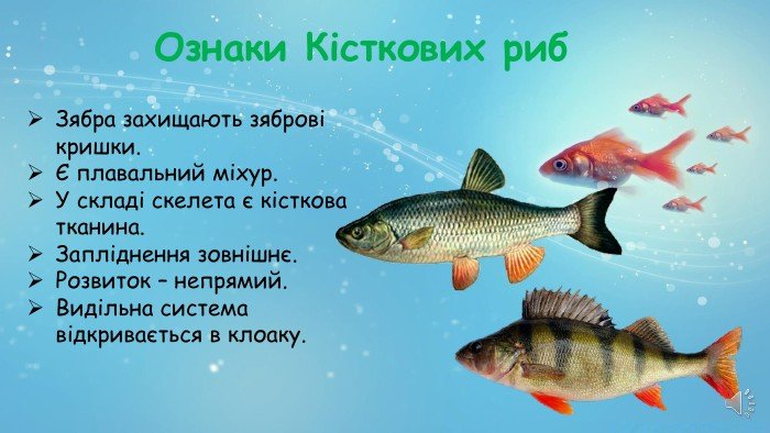 Чи Може Дощ Із Риби Бути Реальністю: Факти та Наукові Пояснення