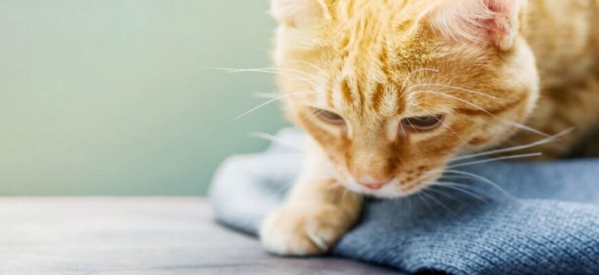 Чи можлива алергія на банани: симптоми, діагностика та лікування