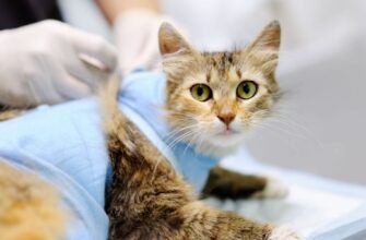 Чи можлива стерилізація кішки під час вагітності: важливі аспекти