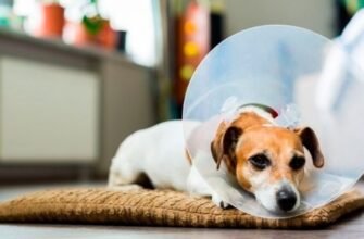 Чи можлива тічка у собак після процедури стерилізації? Пояснюємо!