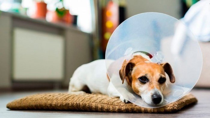 Чи можлива тічка у собак після процедури стерилізації? Пояснюємо!