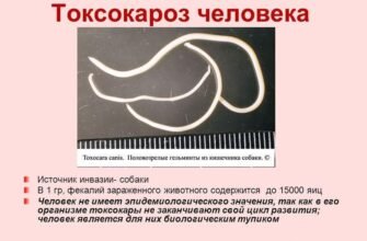 Чи можливе зараження токсокарозом від людини до людини: факти і міфи