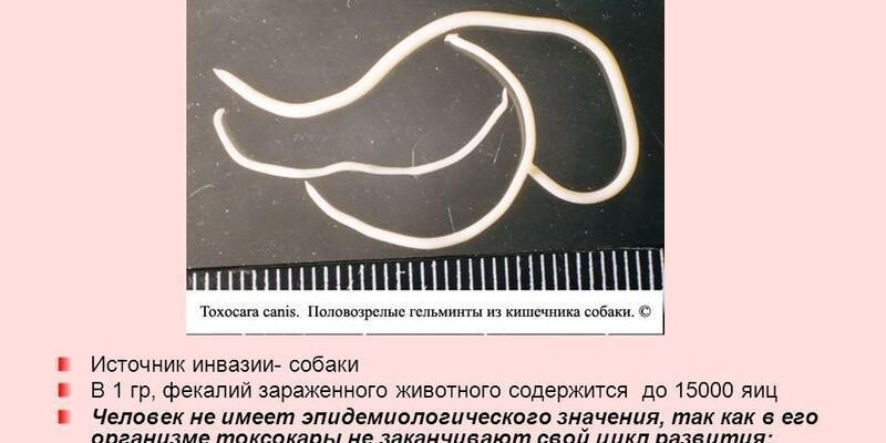 Чи можливе зараження токсокарозом від людини до людини: факти і міфи