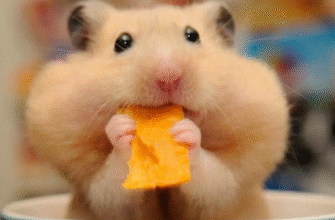 Чи можна давати хом’якам банан: рекомендації та поради ветеринарів