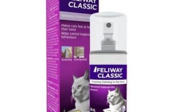 Чи можна давати котам шоколад: безпека улюбленців та наслідки вживання