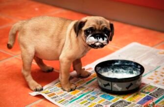 Чи можна годувати собаку творогом: користь, ризики та поради ветеринара