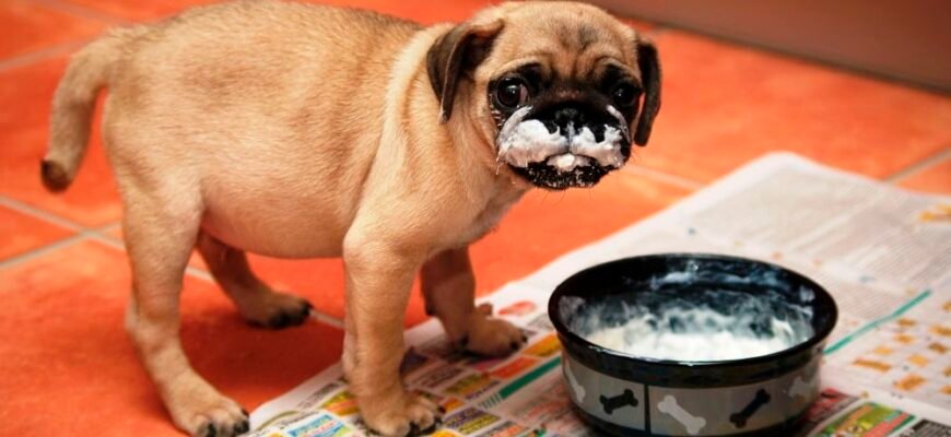 Чи можна годувати собаку творогом: користь, ризики та поради ветеринара