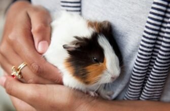Чи можна купати морську свинку: поради та рекомендації для догляду