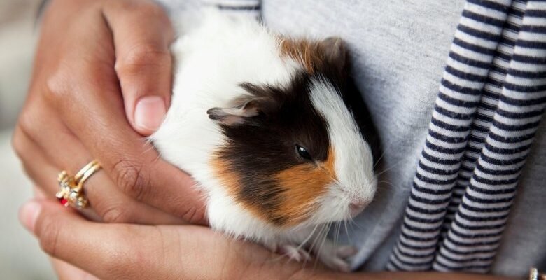 Чи можна купати морську свинку: поради та рекомендації для догляду Чи можна купати морську свинку: поради та рекомендації для догляду