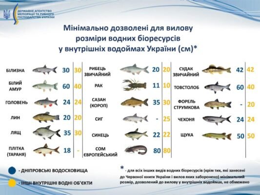 Чи можна легально перевозити рибу через кордон Польщі: правила та поради