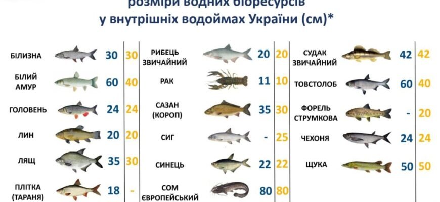 Чи можна легально перевозити рибу через кордон Польщі: правила та поради