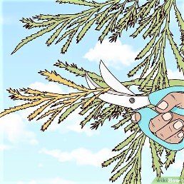 Чи можна обрізати туї взимку: поради по догляду за деревами