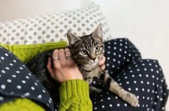 Чи можна стерилізувати кішку під час тічки: поради ветеринарів